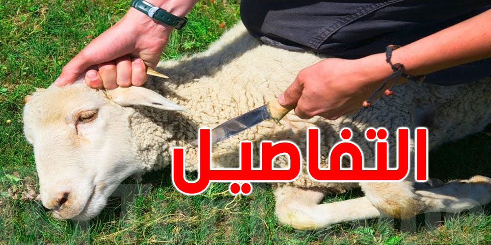تونس: بـ70 دينار فقط...''تعلّم إذبح علّوشك وحدك''...