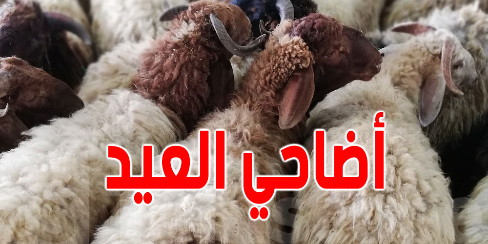 توزر: نقص في عدد الأضاحي بنقاط البيع