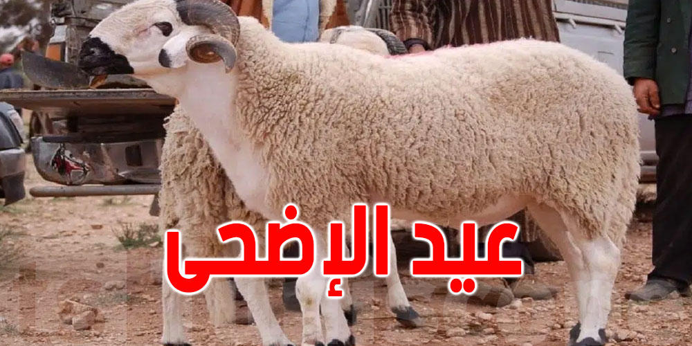 عاجل: انطلاق بيع لحم ''العلوش'' الروماني في تونس بداية من هذا التاريخ وفي هذه المناطق