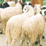 Liste des points de vente de moutons à partir du 8 novembre