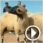 En vidéo : Le traditionnel combat de moutons à Thala