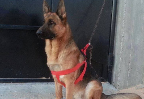 Chien fidèle, gardien éternel du musée du Bardo, demain ‘Akil’ sera immortalisé dans un bloc en marbre