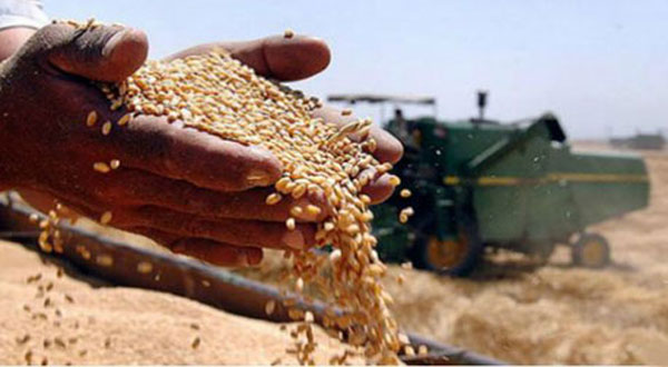 التخفيض في سعر الشعير العلفي