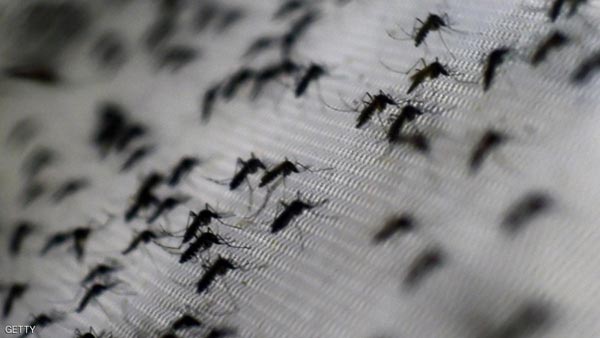 الجزائر: حشرة غريبة تثير الرعب