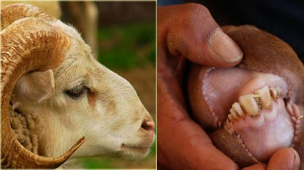 En photos : Conseils pratiques pour bien choisir son mouton