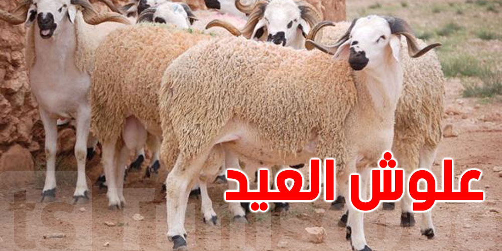 القصرين : 125 ألف رأس من الأضاحي متوفرة لهذه السنة