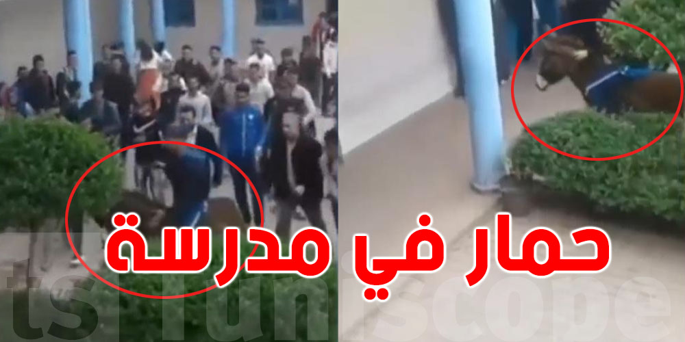 شنيا حقيقة فيديو ''الحمار'' الي يدور في المدرسة؟