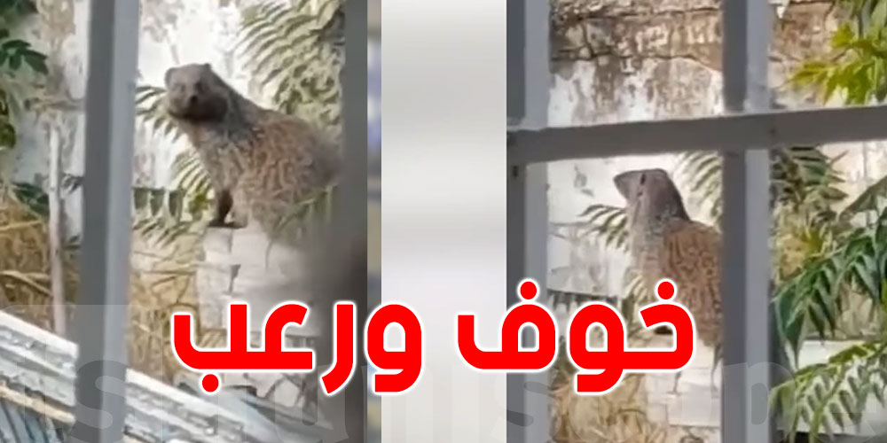 بالفيديو: ظهور حيوان غريب داخل مدرسة اعدادية بباردو