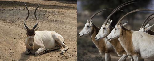 animal-11052012-1.jpg
