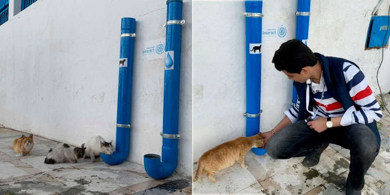 L’Interact Club Tunis César lance une belle initiative pour nourrir et abreuver les chats et chiens errants