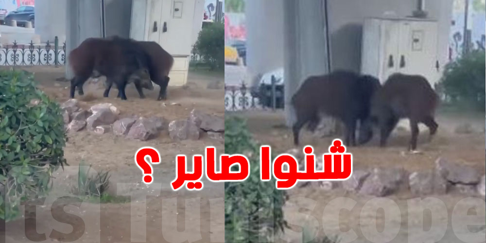 تفاصيل جديدة على الخنازير برّية الموجودة  قلب شارع بورقيبة