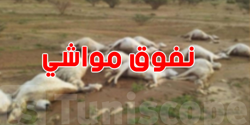 عاجل: تحذير رسمي لمربّي الماشية من مرض خطير''بومريرة'' قد يسبّب نفوقًا مفاجئًا