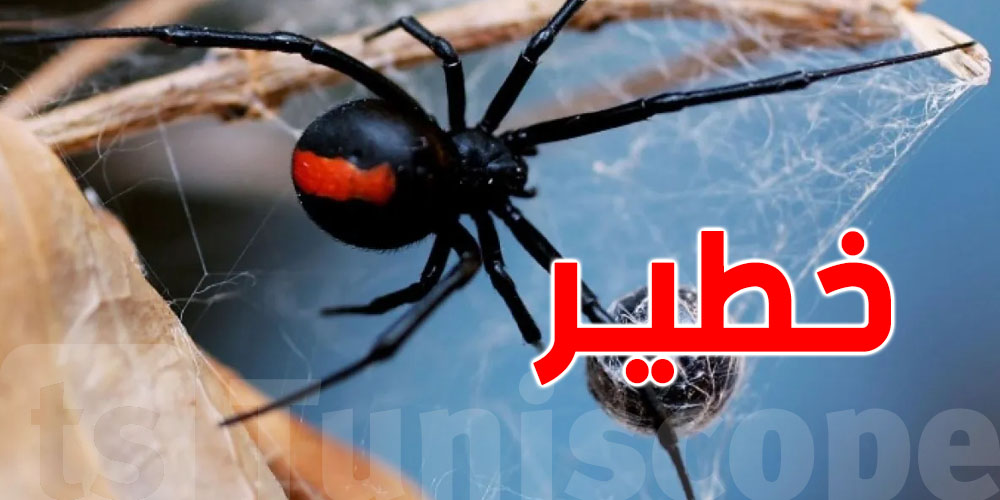 إكتشاف أخطر عنكبوت...لدغته تترك ندبة مدى الحياة