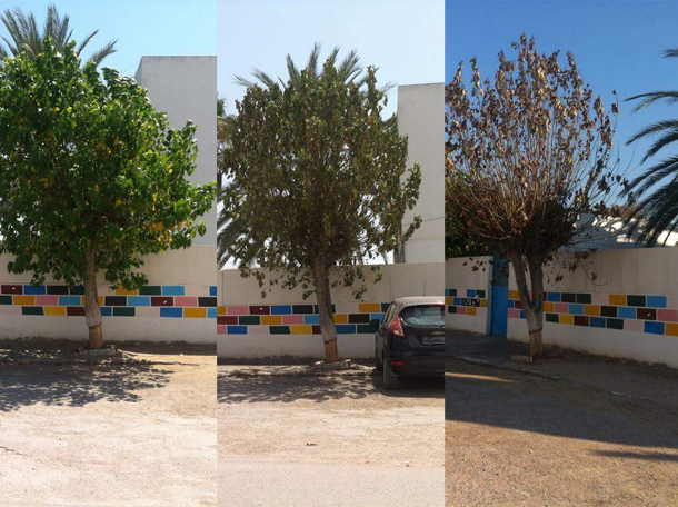 arbre-180815-1.jpg