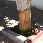 En photos-Tinja : Comment tuer un arbre en quelques étapes