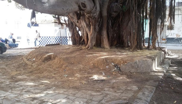 En photos:Les deux arbres centenaires de la Place de la Monnaie, à Tunis, débarrassés des ordures