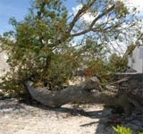 Kairouan : 3 personnes blessées suite à la chute d’un arbre à cause du vent 