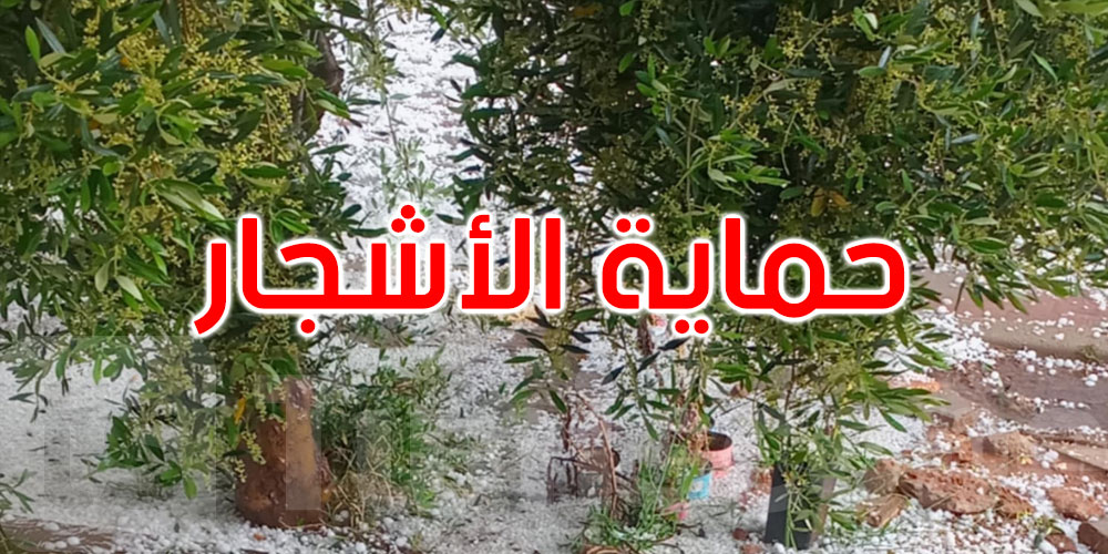 بعد نزول البَرد: وزارة الفلاحة تدعو الفلاحين إلى حماية أشجار الزيتون والغراسات المثمرة