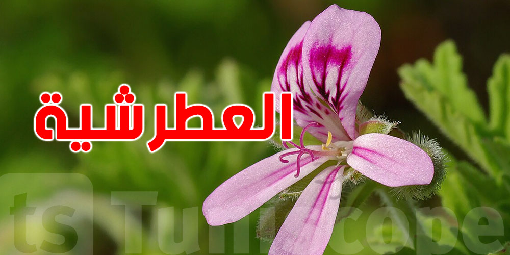 تعرف شنوة الفايدة الكبيرة متاع العطرشية للمعدة والكحة؟