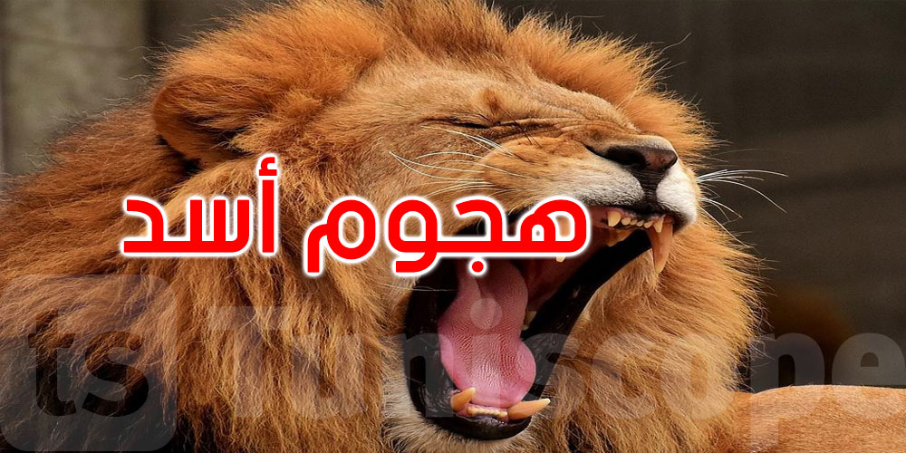 تركيا: مزارع يروي قصة نجاته من هجوم أسد... التفاصيل