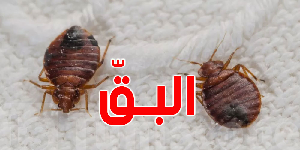عاجل: السيطرة على حشرة ''البقّ'' بمبيت بالقصرين