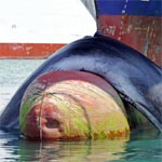 Une baleine percutée par un cargo en provenance de Tunisie