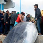 Une baleine de 10 mètres meurt prise dans des filets de pêche