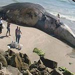 Une baleine de 5 tonnes échouée sur la plage à Mahdia
