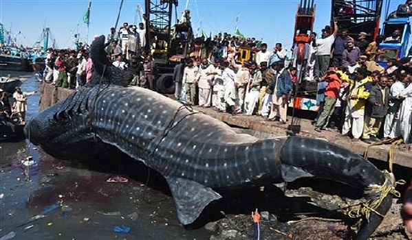 La dépouille d'une baleine échoue non loin du port de pêche de Sfax