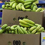 La mafia des bananes démasquée : Saisie de 60 tonnes de bananes destinées à la contrebande 