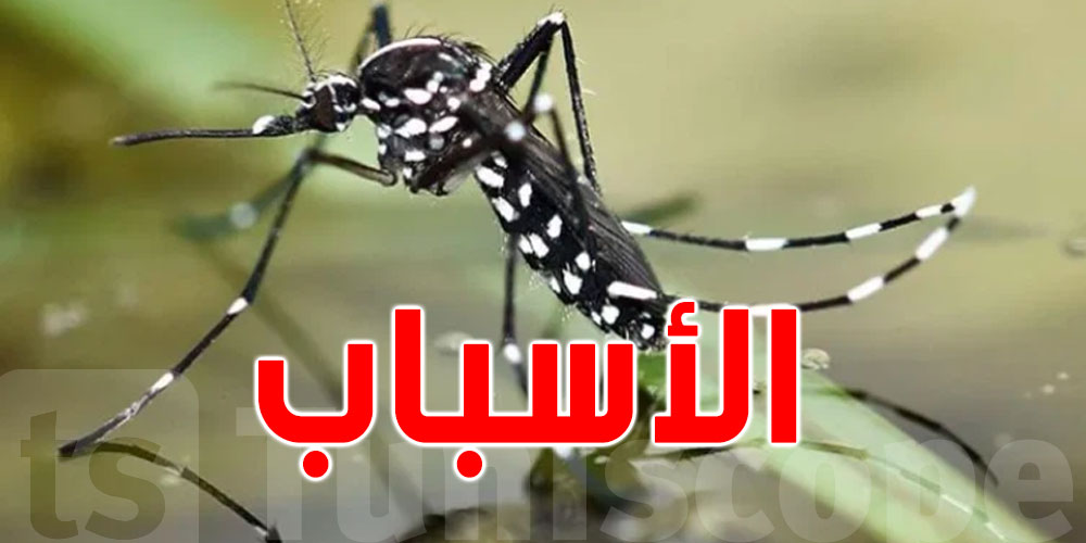 بسبب التغير المناخي: بعوضة النمر الخطيرة تعود من جديد
