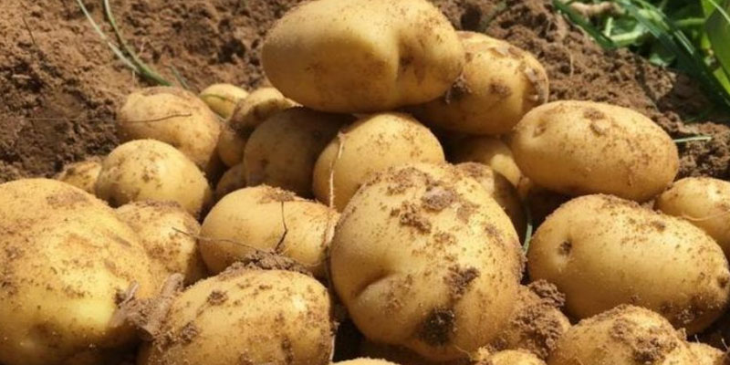 اتحاد الفلاحة يتّهم وزارة التجارة بضرب انتاج البطاطا