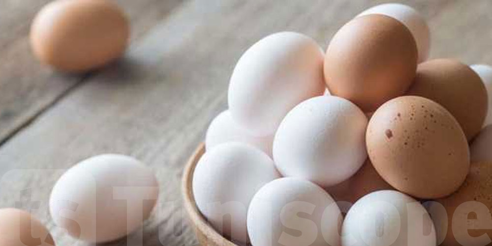 غرفة الدواجن تستعدّ لشهر رمضان بتخزين البيض