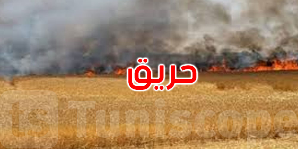باجة: حريق يأتي على مساحات هامة من الحبوب