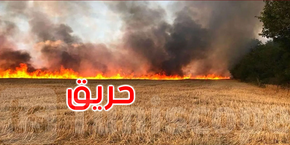 باجة: حريق يأتي على حوالي 3,5 هكتارات من القمح الصلب بتستور