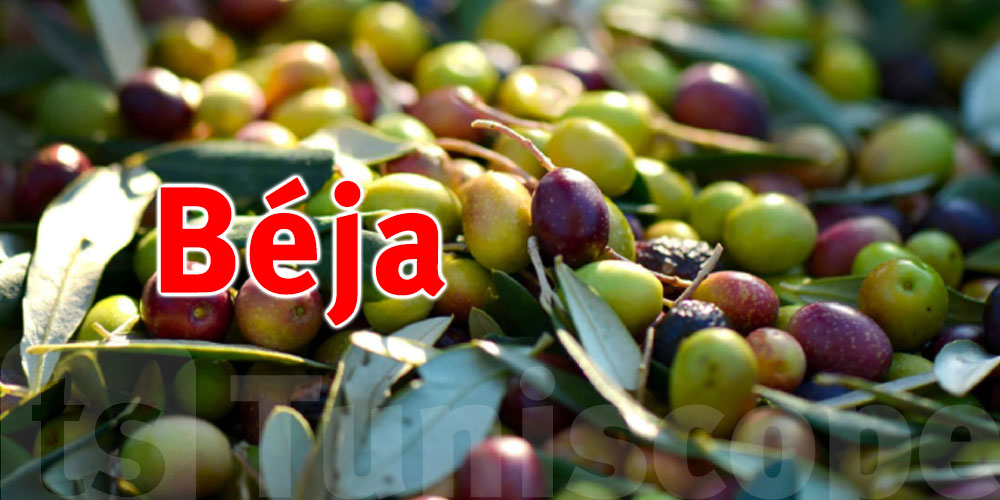 Coup d'envoi de la récolte des olives à Béja