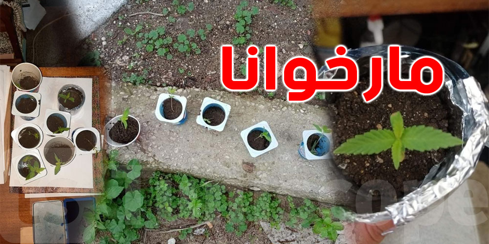 صور من باجة ..يزرع المارخوانا في علب '''ياغورت''