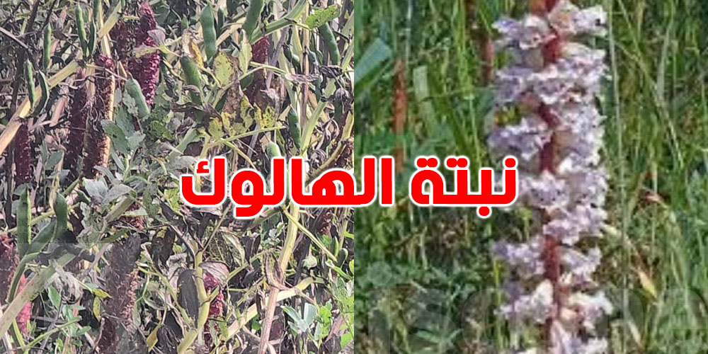 باجة: انتشار واسع لنبتة الهالوك السامة يهدد محاصيل الفول والحمص