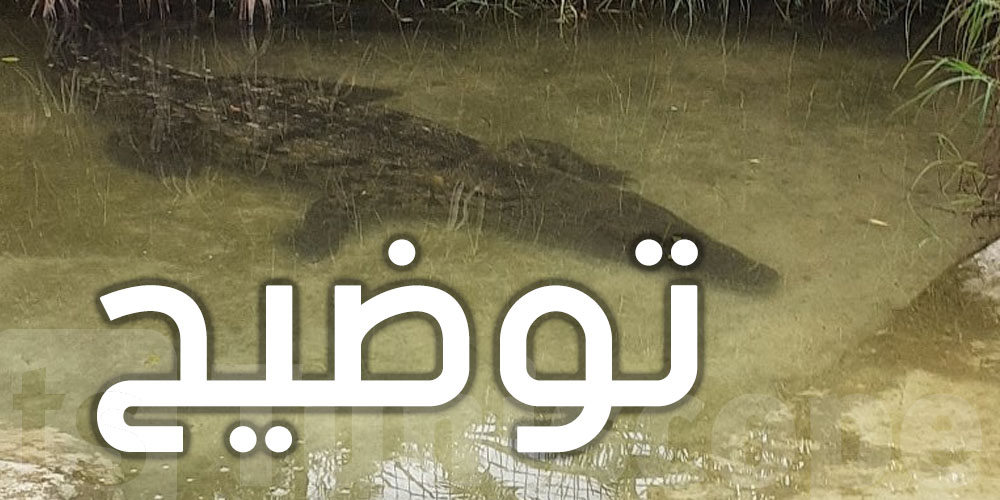 وفاة تمساح البلفيدير...بلدية تونس توضح
