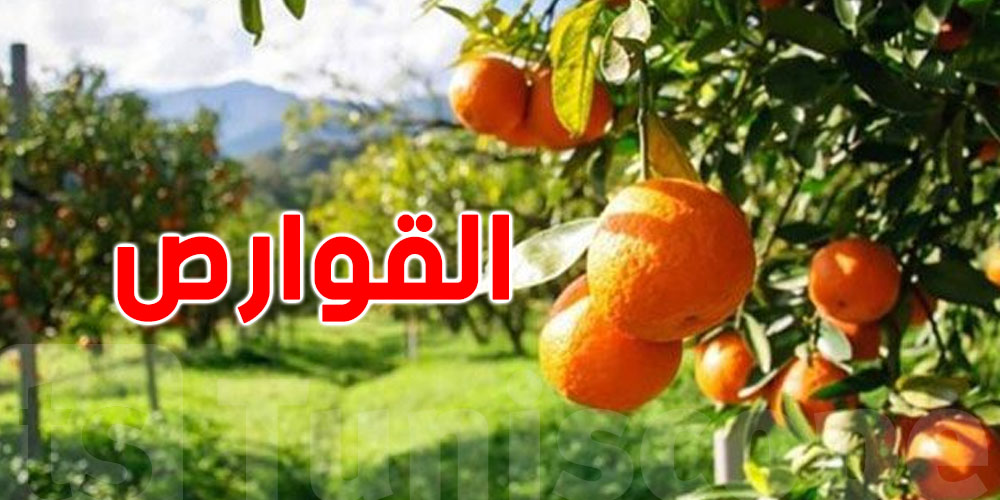 تطور كبير في صادرات القوارص التونسية