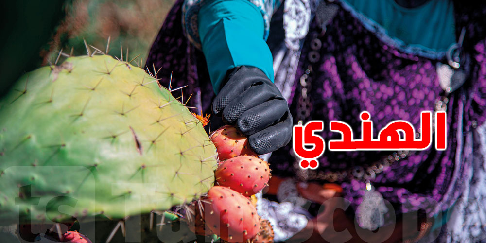 منافع خيالية ''للهندي''... علاش لازم تدخلوه في نظامكم الغذائي؟