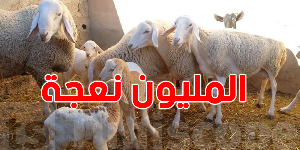 عاجل: وزارة الفلاحة ترد على جدل ''مليون نعجة''