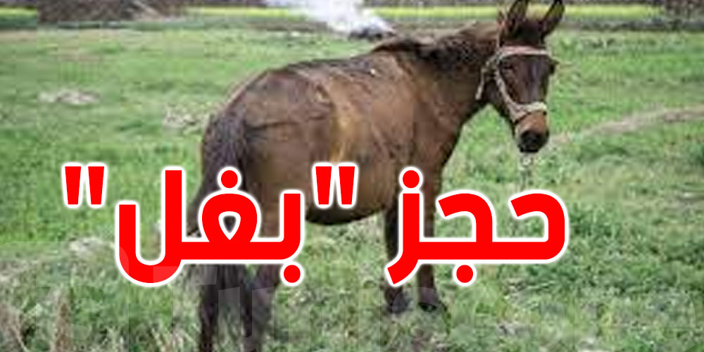 القصرين: البلدية تحجز ''بغل'' وتُطالب صاحبه بدفع خطية مالية