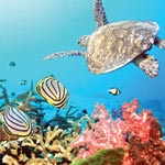 La biodiversité marine, thème de la Journée Internationale de la Biodiversité 