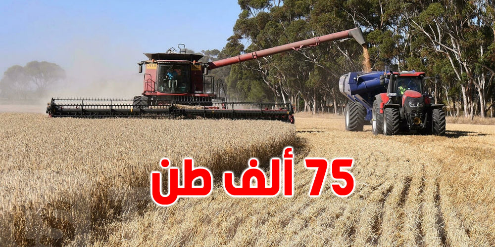 رويترز: تونس تطرح مناقصة لشراء 75 ألف طن من القمح 