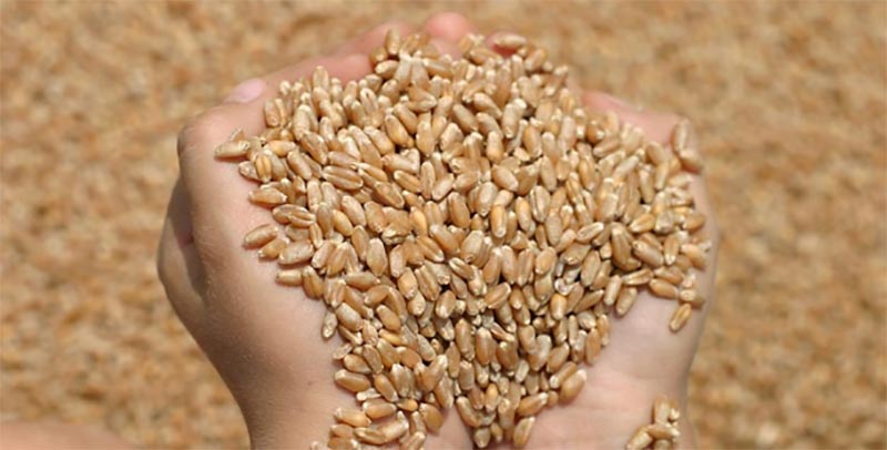 تونس تطرح مناقصة لشراء 100 ألف طن من القمح الصلد