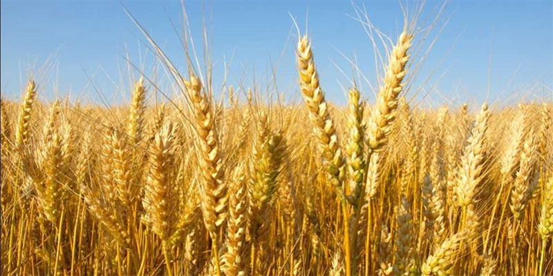 سمير الطيب : تقديرات إنتاج الحبوب بولاية زغوان بحولي 1,7 مليون قنطار