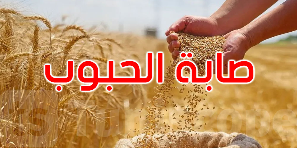 صابة الحبوب في تونس: تجميع2.186 مليون قنطار إلى غاية11 جوان
