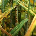 La maladie de la rouille du blé attaque les champs de céréales à Béja