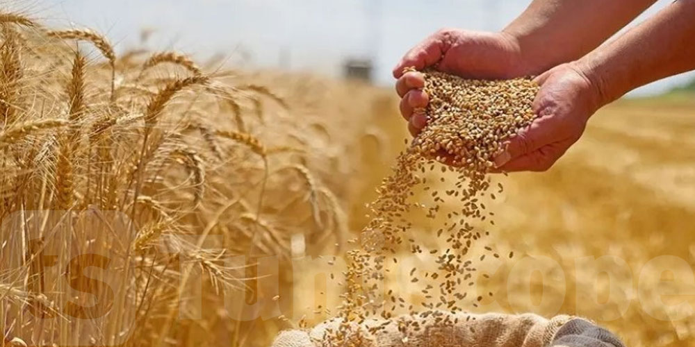 ديوان الحبوب يُرخص في مقايضة الحبوب بالبذور إلى غاية ديسمبر 2025